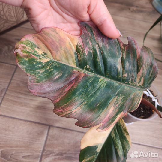 Филодендрон карамель марбл