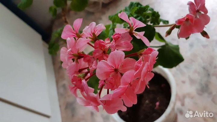 Сортовая пеларгония