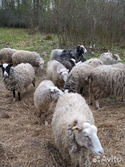 Баран и овцы