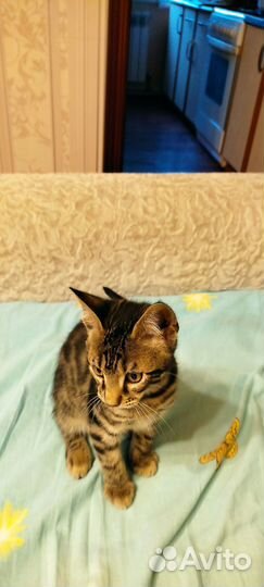 Бенгальский котик