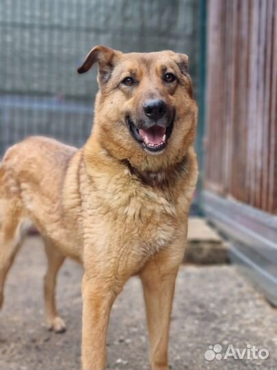 Твоя собака ждет тебя в приюте