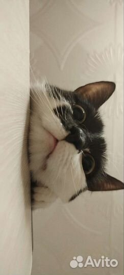 Кошка в дар