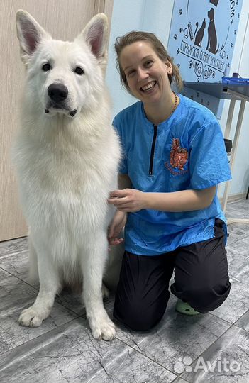 Груминг собак и кошек. Тримминг. Чистка зубов