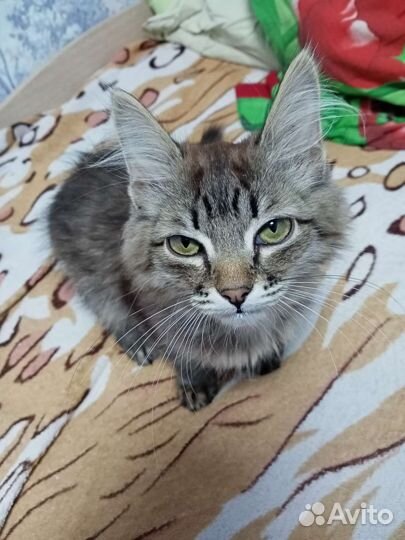 Котята в добрые руки бесплатно