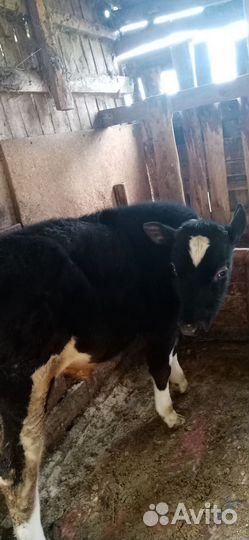 Телка,бычек