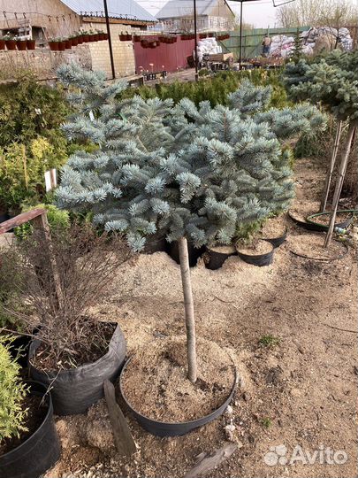 Ель Глаука Глобоза