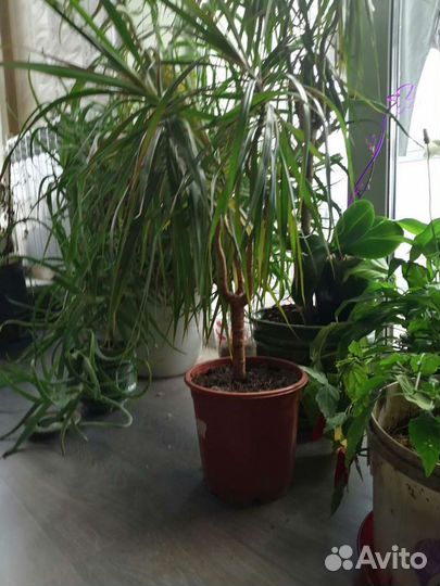 Комнатные цветы