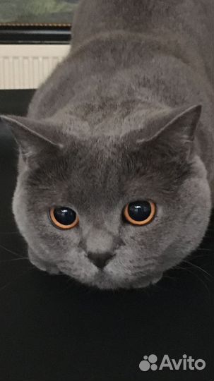 Отдам котика в добрые руки