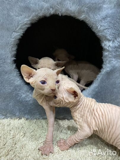 Канадский сфинкс котенок