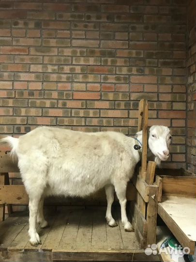 Козы ламанча дойные