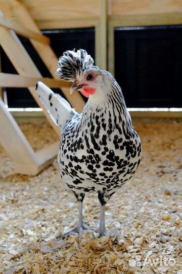 Куры Аппенцеллер Шпицхаубен инкубационное яйцо
