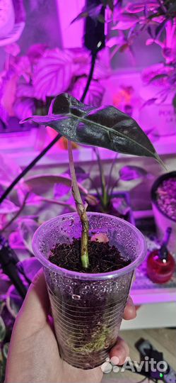 Алоказия полли