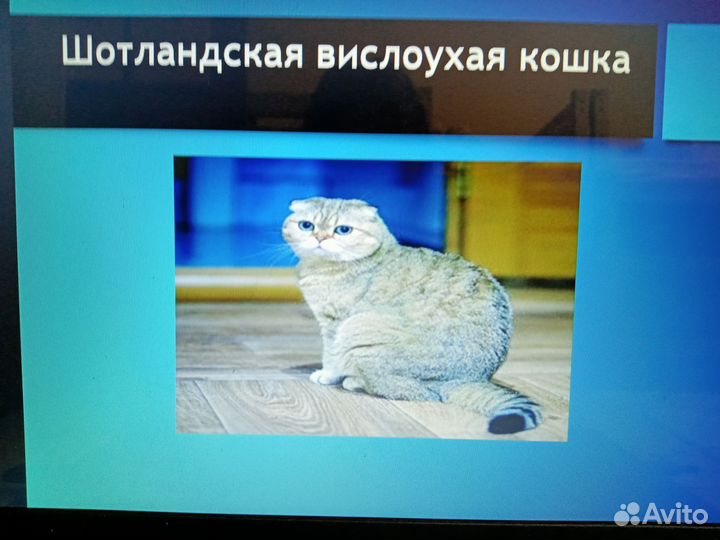 Презентация в power point на заказ