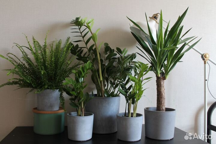 Юкка большая слоновая