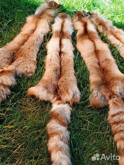 Лисья шкура