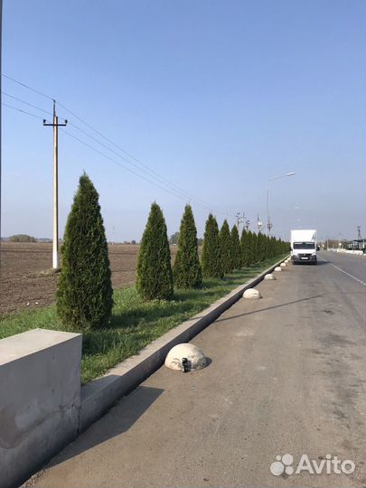 Смарагд туя