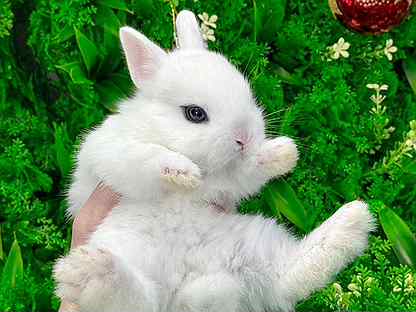 Мини карликовый кролик - ручной и добрый