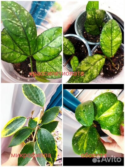 Хойи сортовые