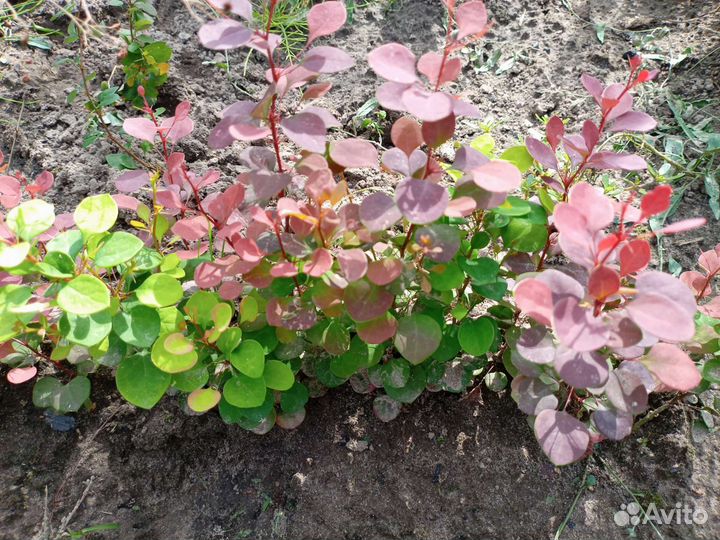 Саженцы декоративных растений