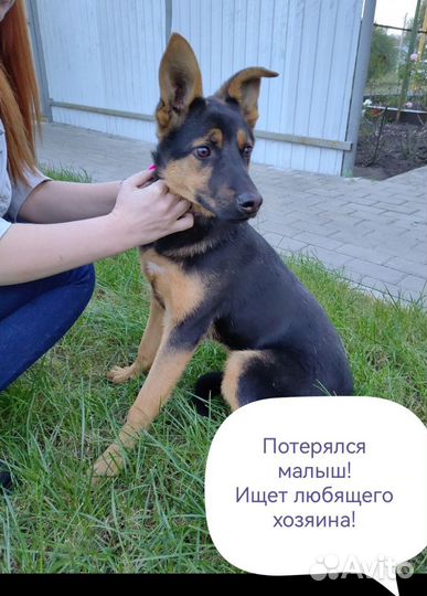 Немецкая овчарка