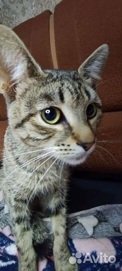 Котик в добрые руки мальчик