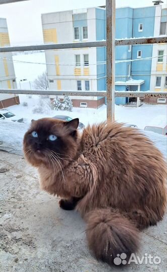 Вязка/передержка с 27.09 по 14.10.24 г