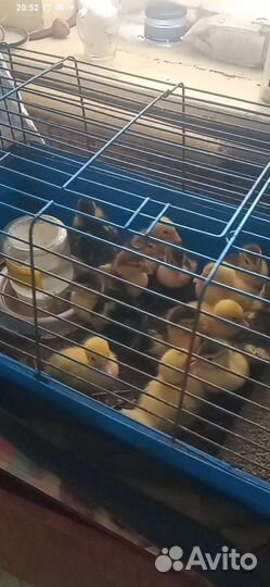 Продам утят