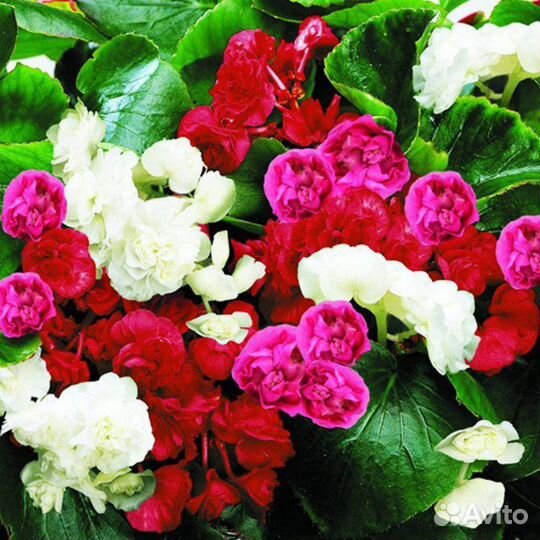 Бегония вечноцветущая махровая