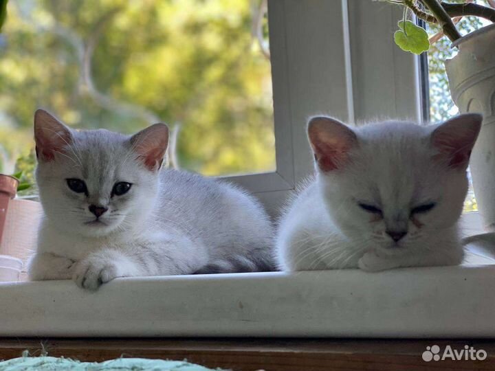 Шиншиллята драгоценных окрасов серебро