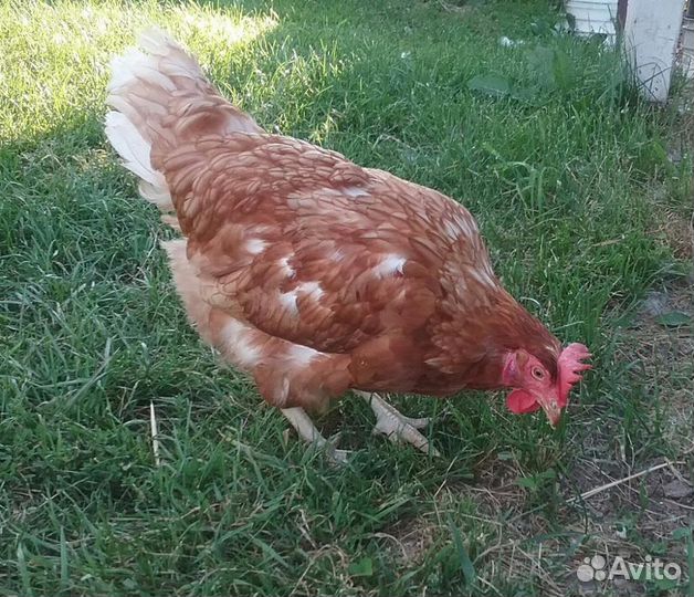 Куры молодки несушки