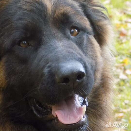 Вязка кобеля