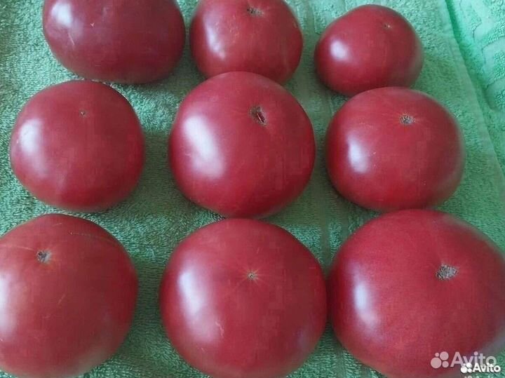 Семена розовых помидор СССР