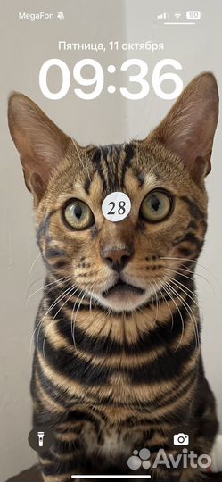 Бенгальская