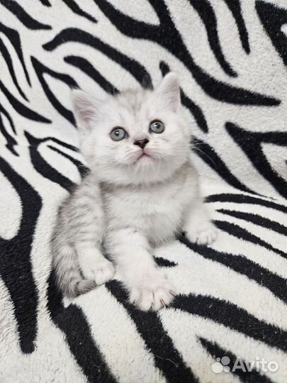 Шотландский котёнок мальчик