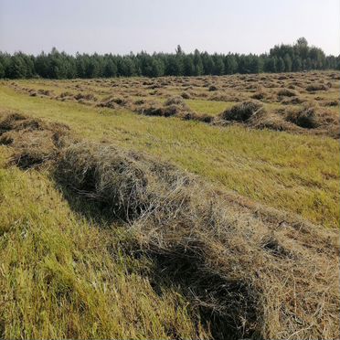 Сено в рулонах