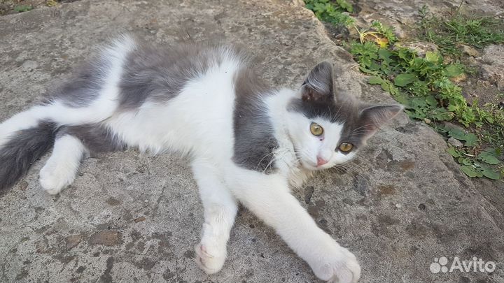 Котёнок в подарок