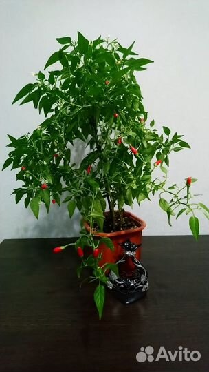 Перец комнатный острый