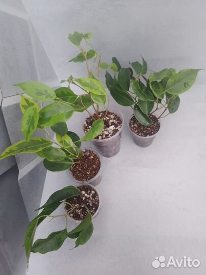 Фикус Бенджамина