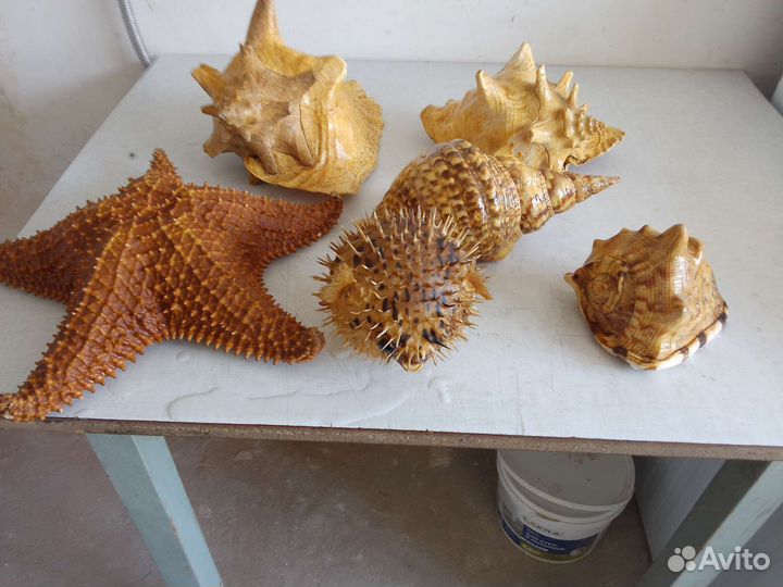 Морские ракушки раковины