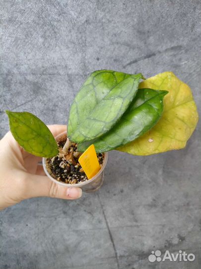 Хойи полинейра броджест и другие