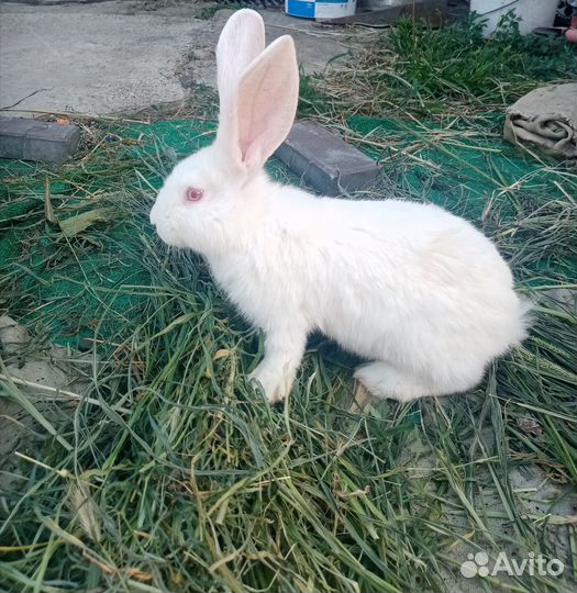 Продаются кролики