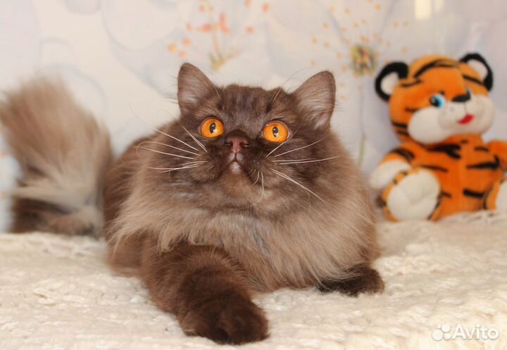 Длинношерстный британский кот