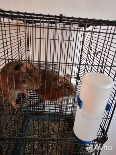 Клетка для белки дегу