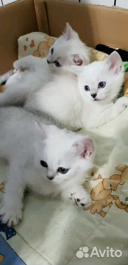 Британские котята