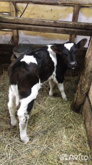Продам телочку