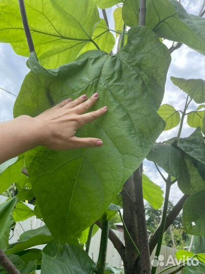 Саженцы катальпы