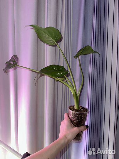 Алоказия кукулата