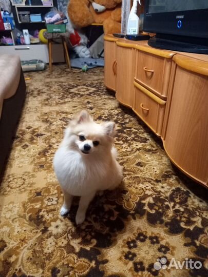 Померанский шпиц вязка