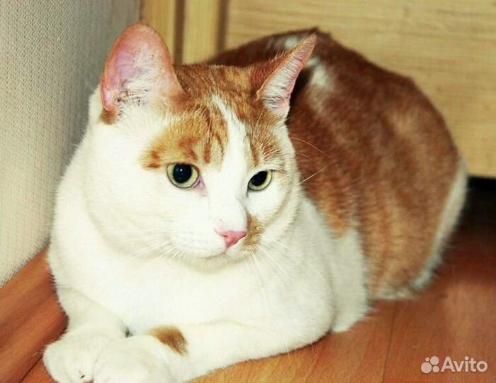 Компаньон вашему коту