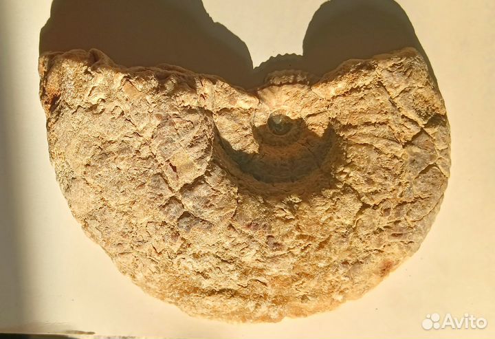 Аммонит распил